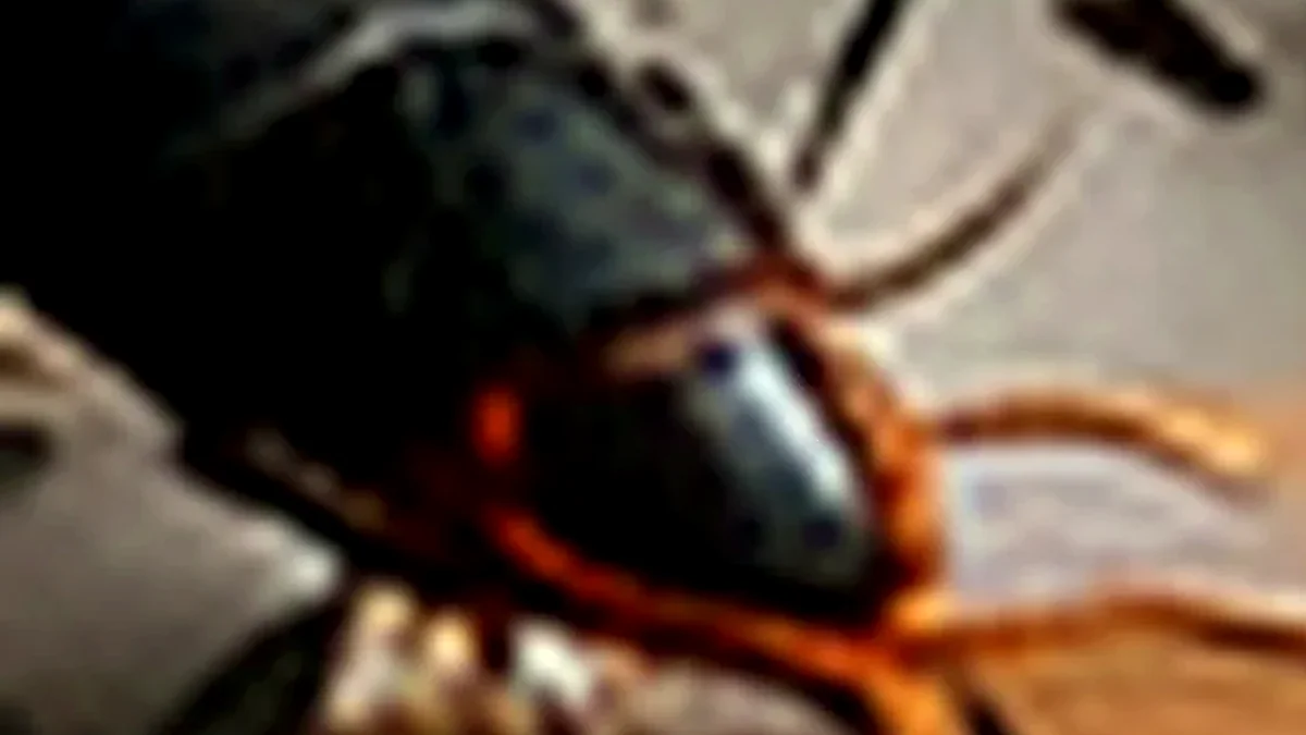 Kontrak Pest Control Bulanan: Cara Menentukan Frekuensi, Coverage, KPI, dan Reporting