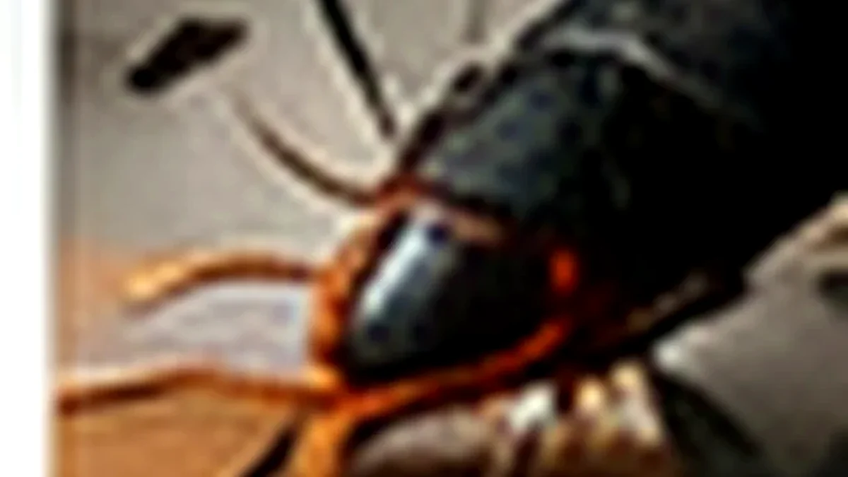 Kontrak Pest Control Bulanan di Jakarta Barat