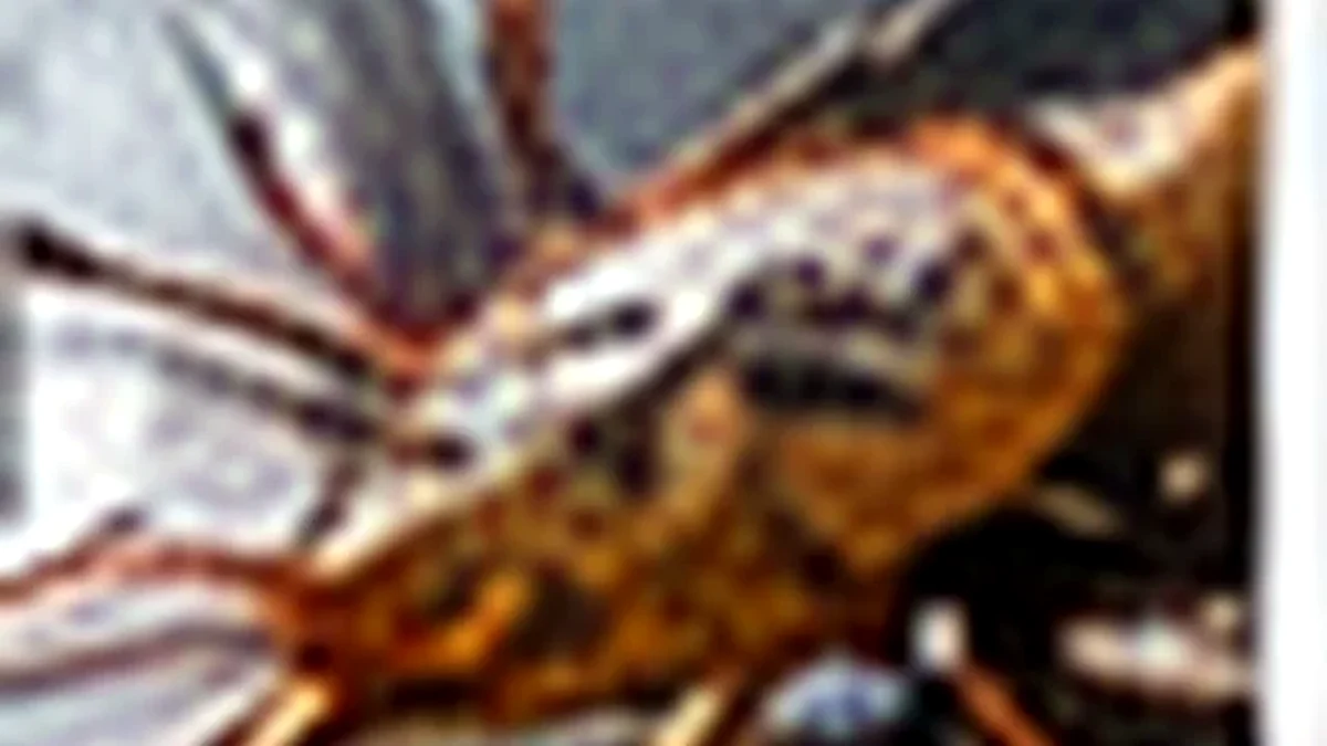 Pest Control Komersial di Jakarta Barat
